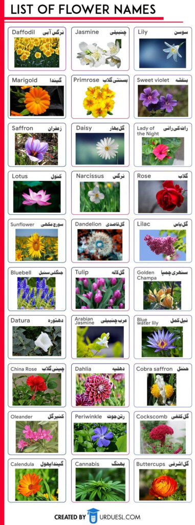 Hindi Flowers Chart Hindi Language Learning Flower Chart Hindi Alphabet 