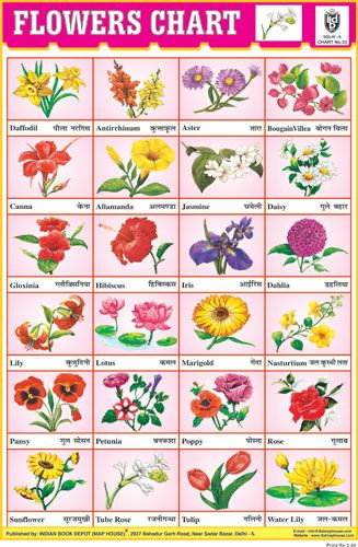 Hindi Flowers Chart Hindi Language Learning Flower Chart Hindi Alphabet 