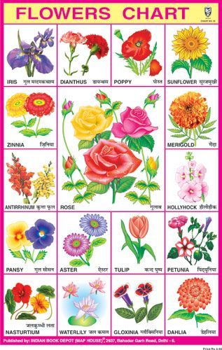 Hindi Flowers Chart Hindi Language Learning Flower Chart Hindi Alphabet 