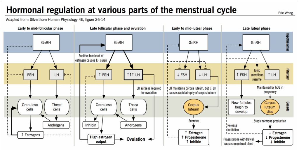 Hormonal Regulation At Various Parts Of The Menstrual Cycle McMaster 