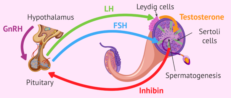 Hormonal Regulation Of Spermatogenesis