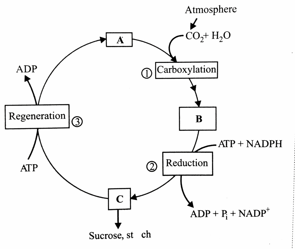 How Cycle Of Photosynthesis Specifically The Calvin C Vrogue co