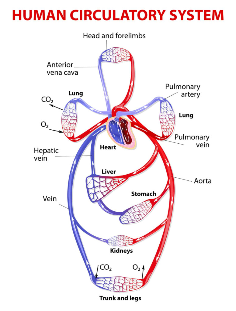How To Use Essentials Oils To Improve Circulation Blood Flow 