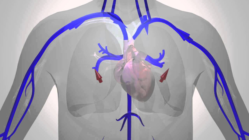 Human Body Blood Flow Chart