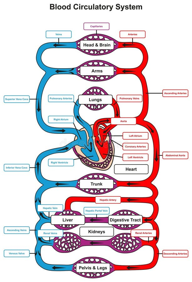Human Body Blood Flow Chart