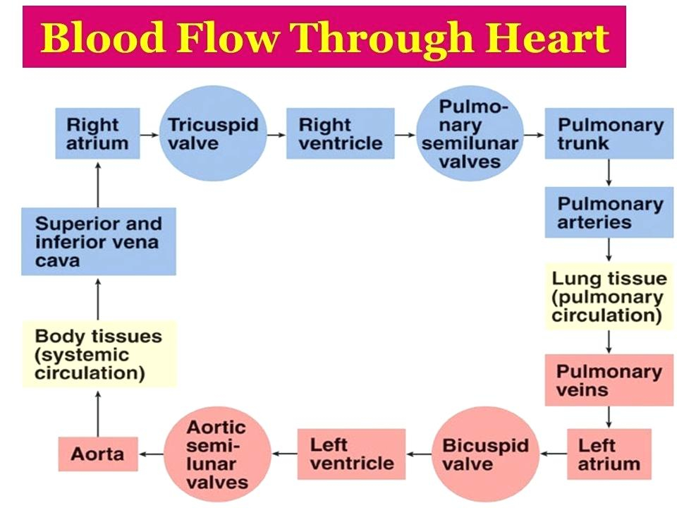 Human Body Blood Flow Chart