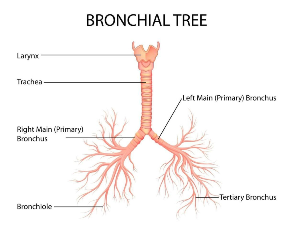 Human Bronchial Tree Of Lungs Chart