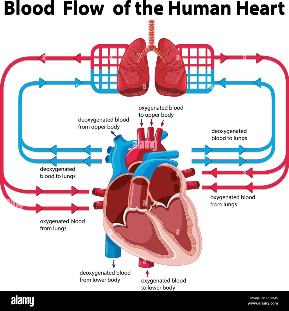 Human Heart Blood Flow Chart Ponasa