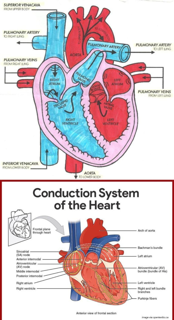 Human Heart Flow Chart