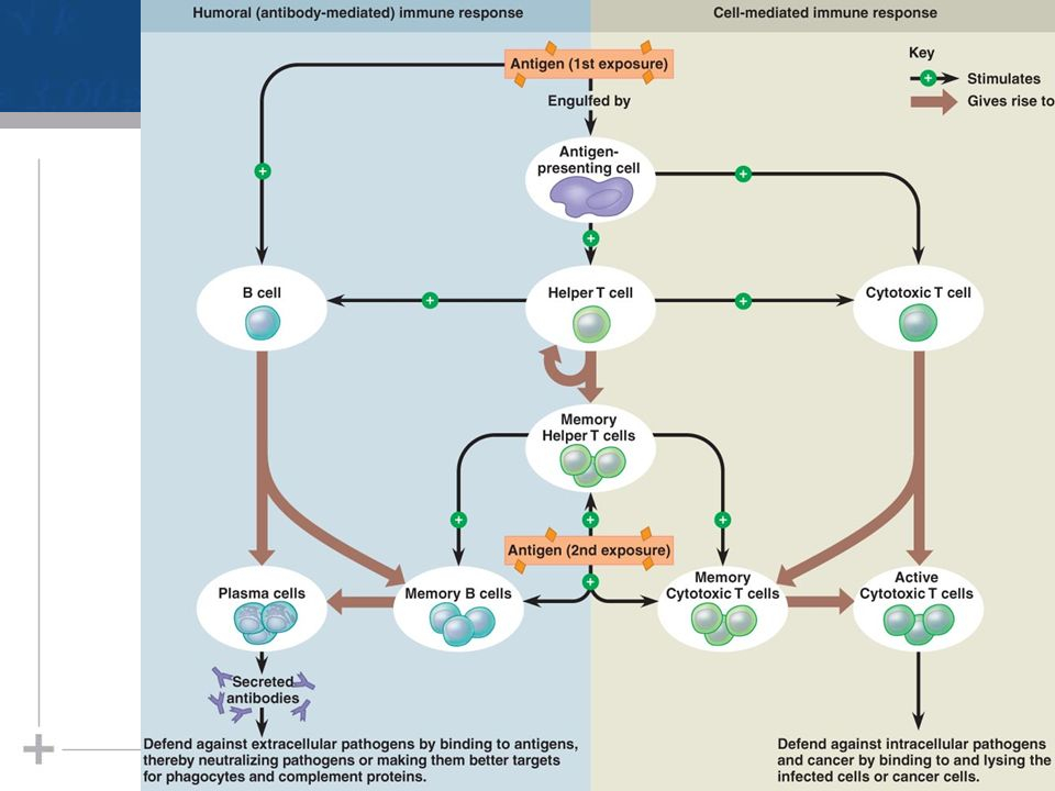 Humoral Immunity Flow Chart Labb By AG