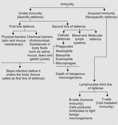 Humoral Immunity Flow Chart Labb By AG