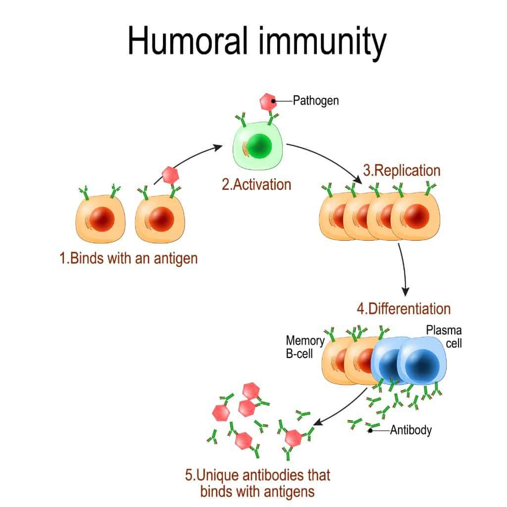 Humoral Immunity Flow Chart