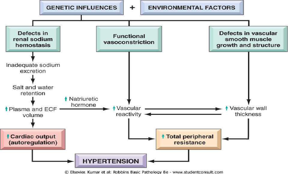 Hypertension Pathophysiology Flow Chart Sexiezpix Web Porn