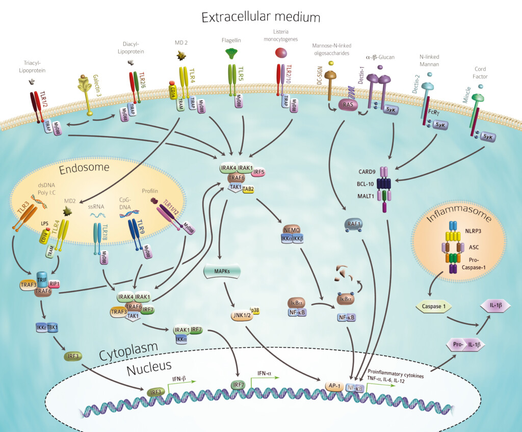Innate And Adaptive Immunity Flow Chart