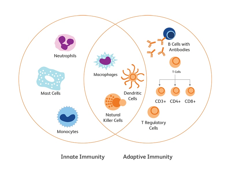 Innate And Adaptive Immunity Flow Chart