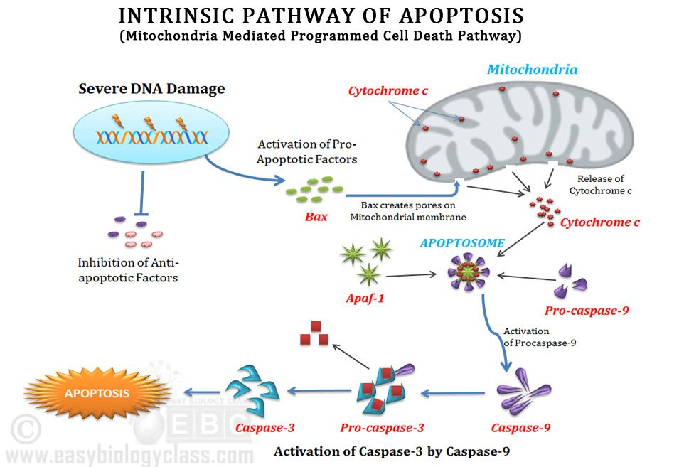 Intrinsic Apoptotic Pathway Signalling EasyBiologyClass