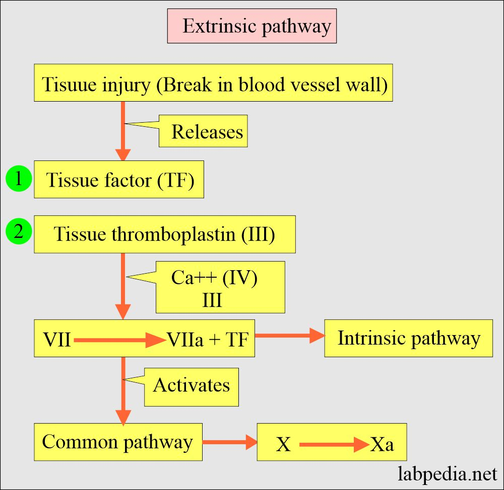 Intrinsic Pathway Of Blood Coagulation Flow Chart Free Printable 