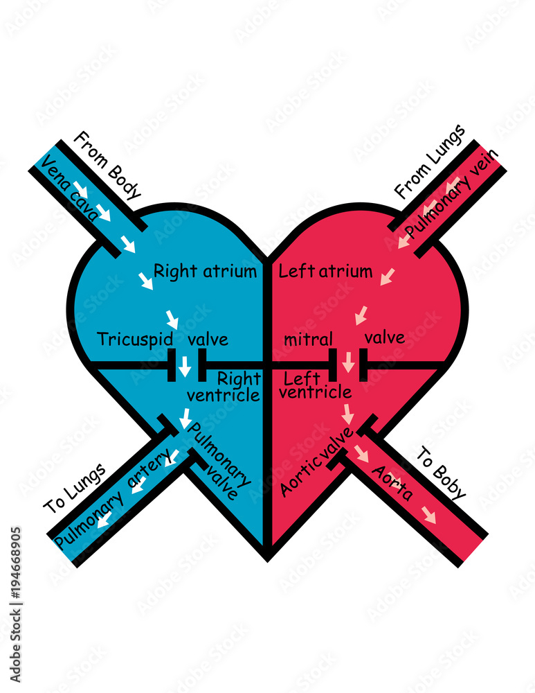 Labeled Blood Flow In Heart Arrows Pointing Direction Of Oxygenated 