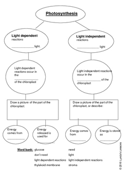 Light Reaction Flow Chart Kemele