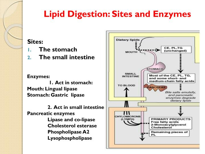 Lipid Digestion Flow Chart