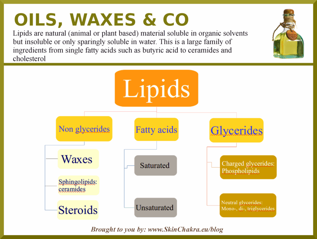 Lipids Flow Chart
