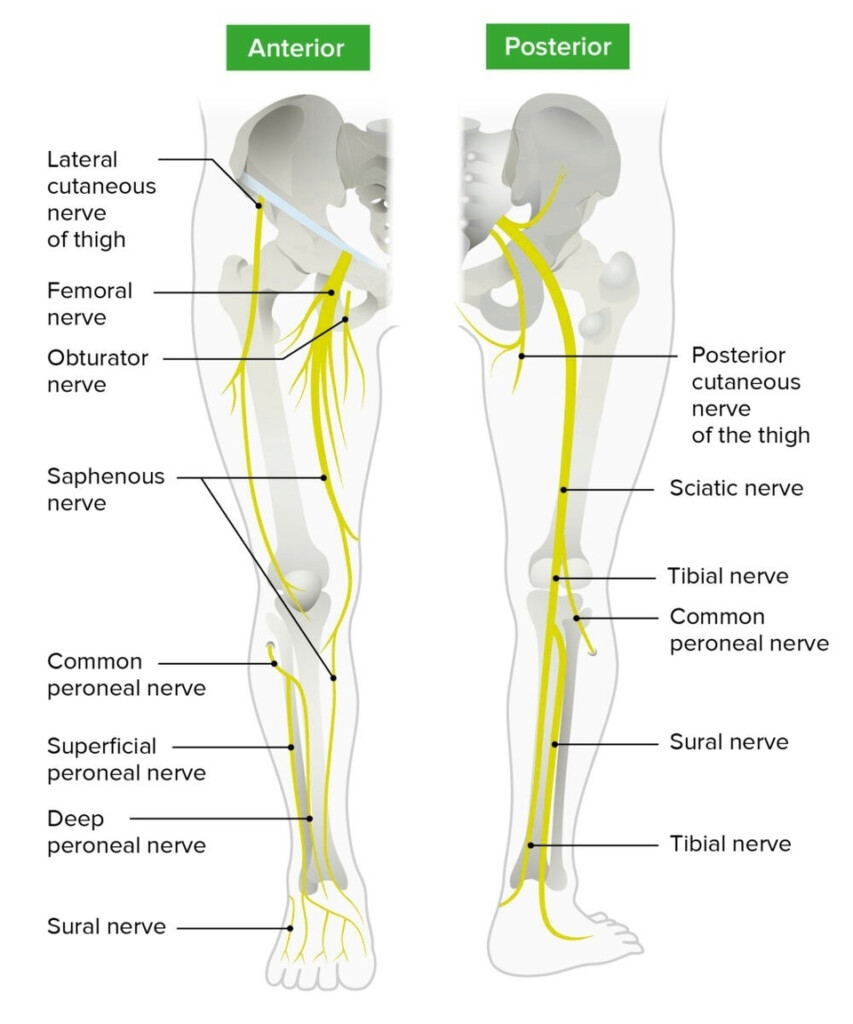 Lower Limb Nerves Anatomy System Human Body Anatomy Diagram And 
