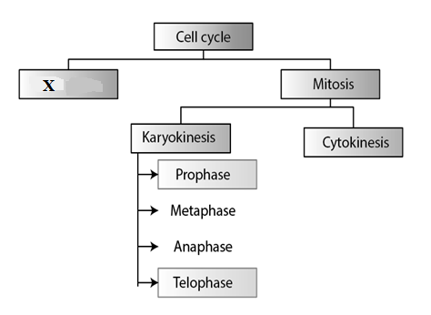 Make A Flow Chart To Show The Cell Cycle And Explain Cell Division 