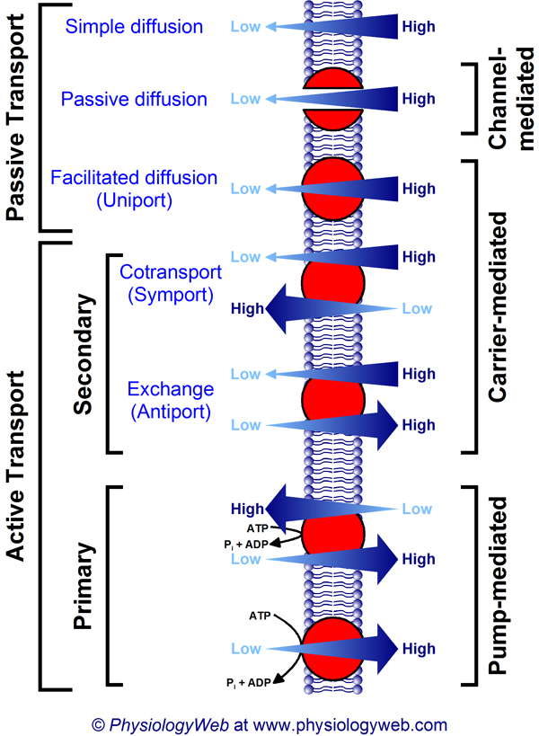 Membrane Transport Flow Chart