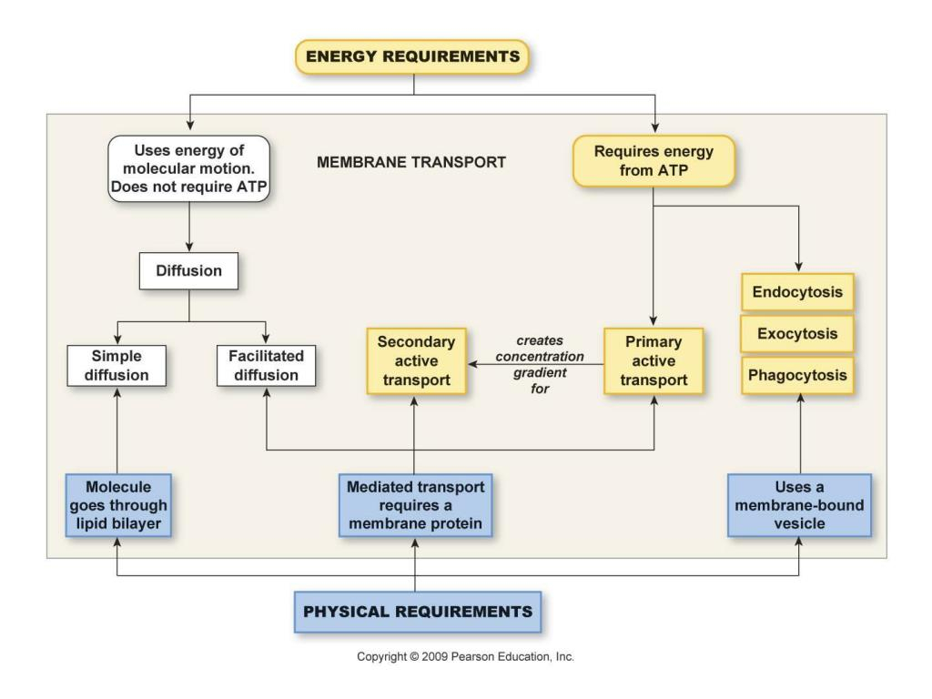 Membrane Transport Flow Chart