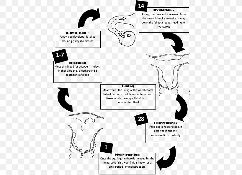 Menstrual Cycle Flow Chart