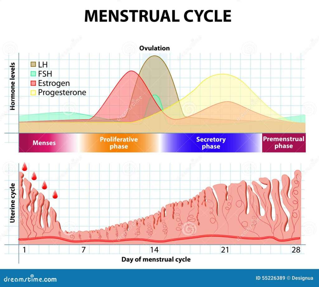 Menstrual Cycle Phases And Hormones