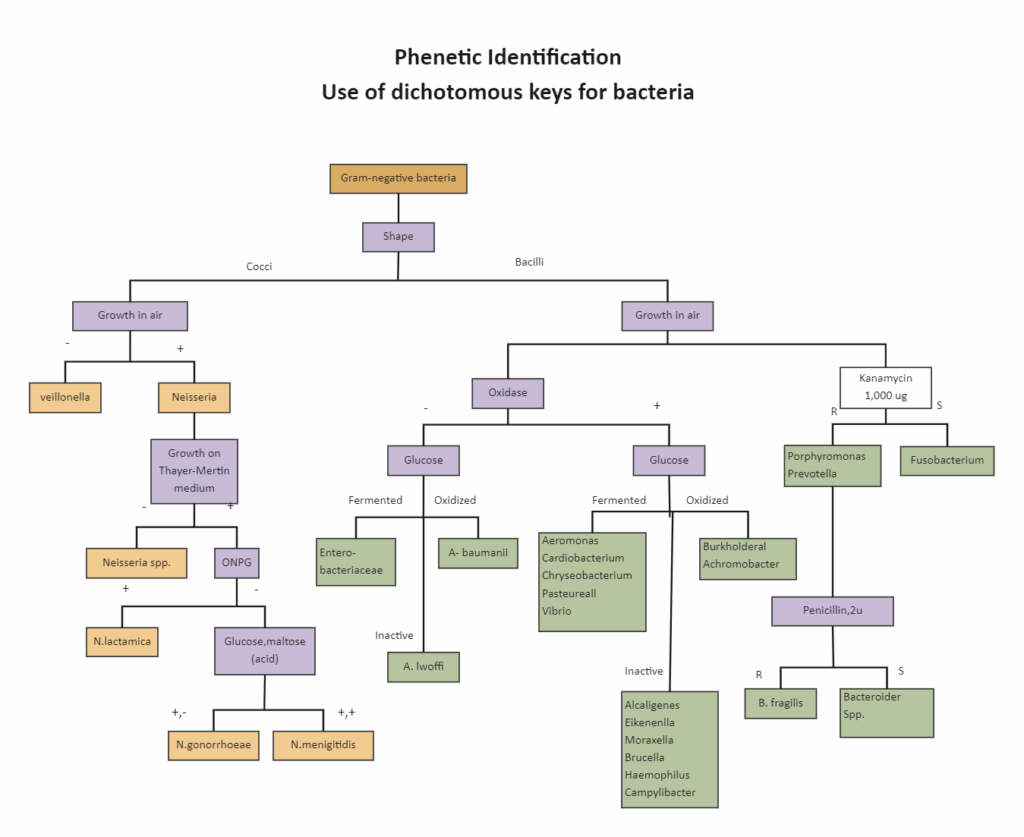 Microbiology Dichotomous Key Flow Chart The Best Porn Website
