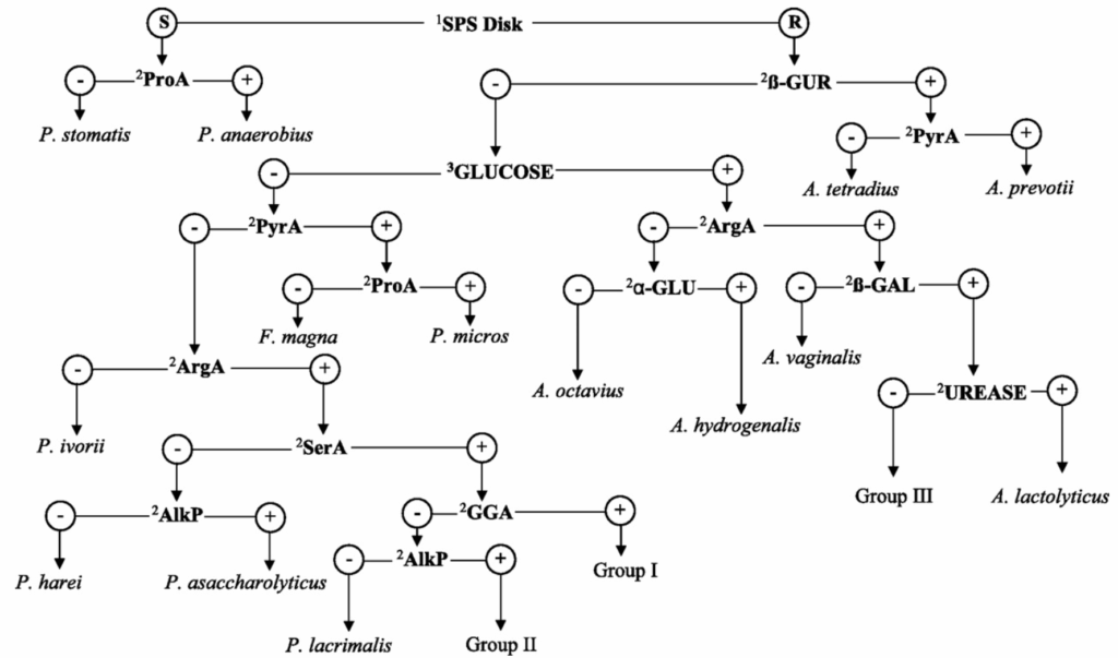 Microbiology Gram Positive Cocci Flow Chart Gram Positive Cocci Chart 