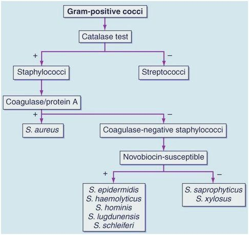 Microbiology Gram Positive Cocci Flow Chart Gram Positive Cocci Chart 