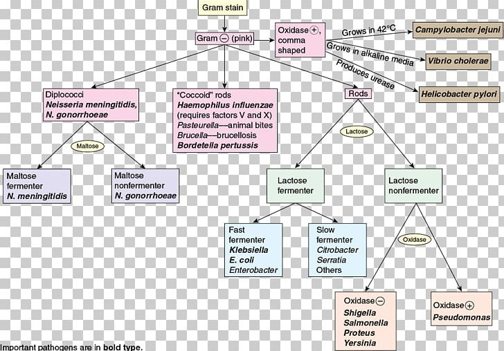 Microbiology Gram Positive Cocci Flow Chart Unknown Bacteria Flow Chart 