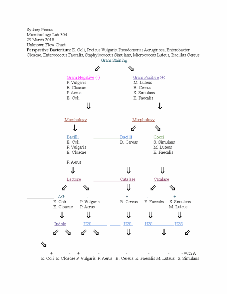 Microbiology Lab 14 Unknown Bacteria Flow Chart Vrogue co