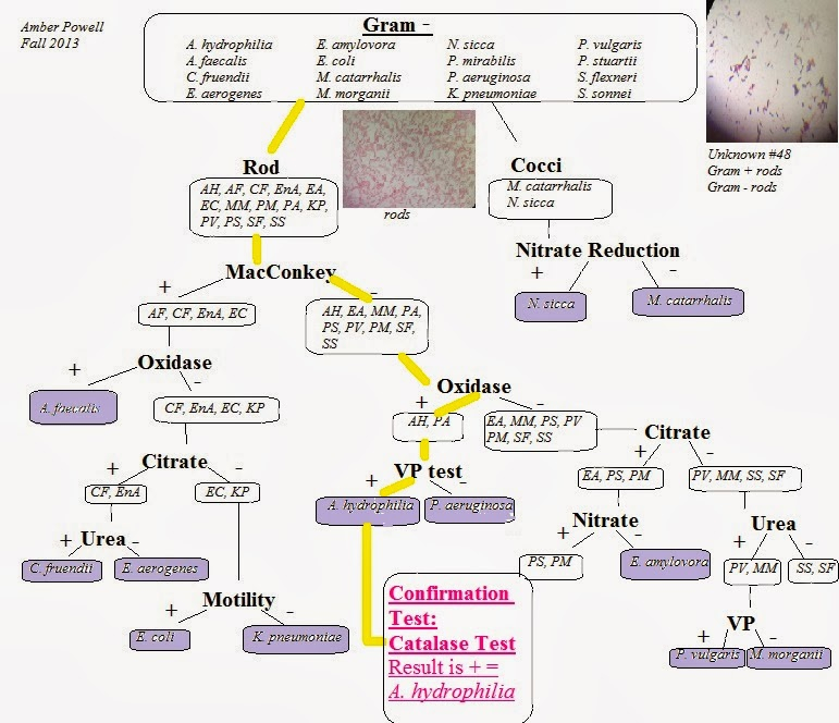 Microbiology Lab Unknown Flow Chart Vrogue co