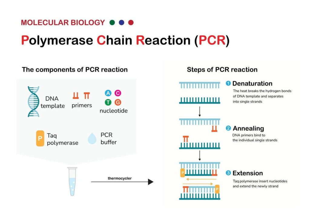 Molecular Biology Present Component Principle And Process Of Polymerase 