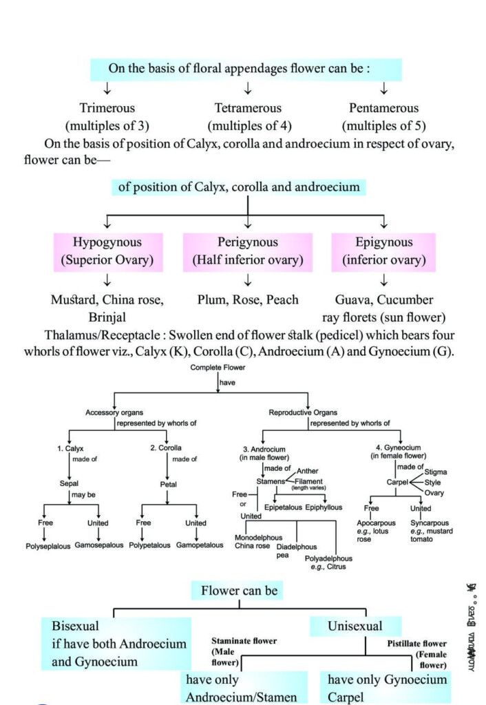 Morphology Of Flowering Plants Flow Chart