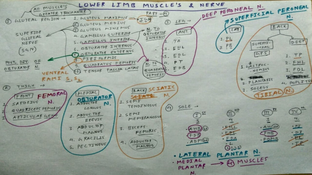 Nerves Of Lower Limb Flow Chart