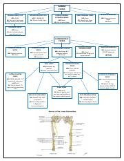 Nerves Of Lower Limb Flow Chart pdf LUMBAR PLEXUS FEMORAL NERVE L234 