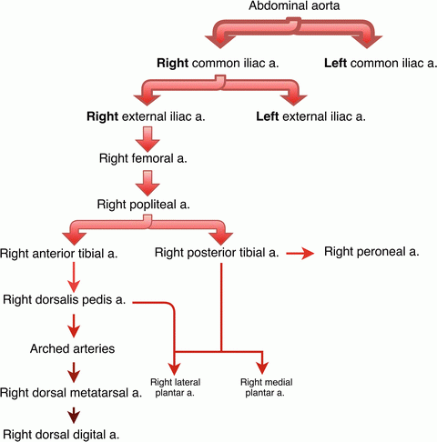 Nerves Of Lower Limb Flow Chart