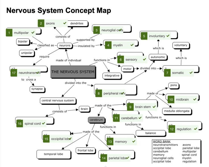 Nervous System Concept Map Green And Black With Arrows