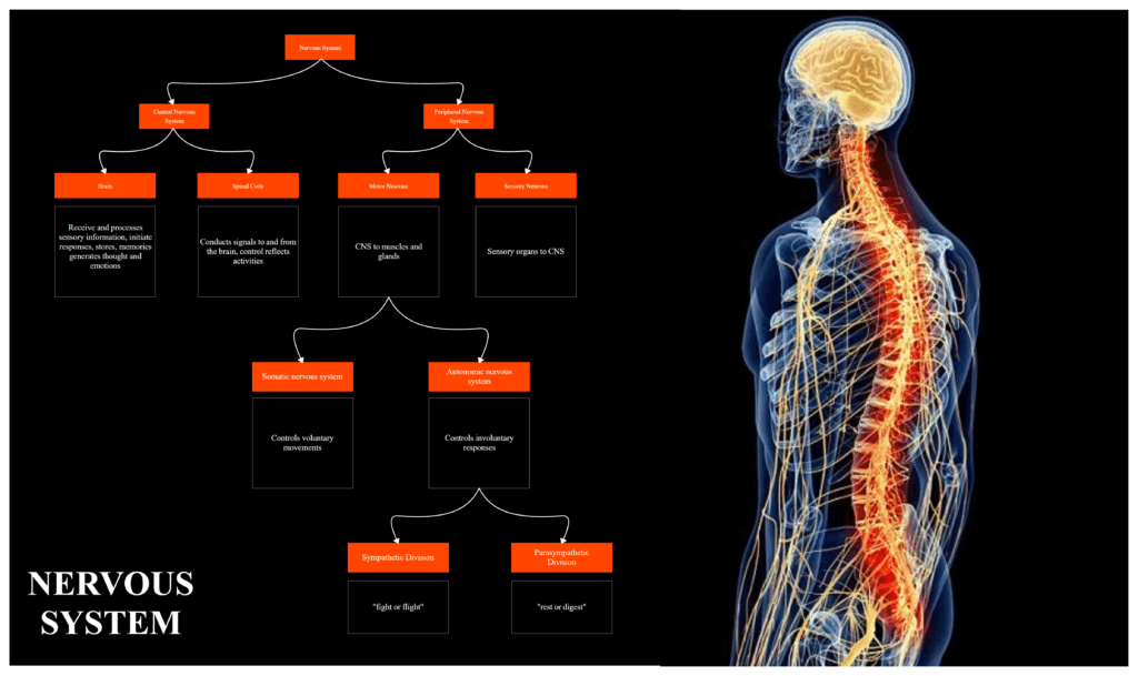 Nervous System Diagram Chart Nervous System Flow Chart Diagram My XXX 