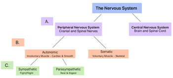 Nervous System Flow Chart Peripheral Vs Central By Sunshine Learning