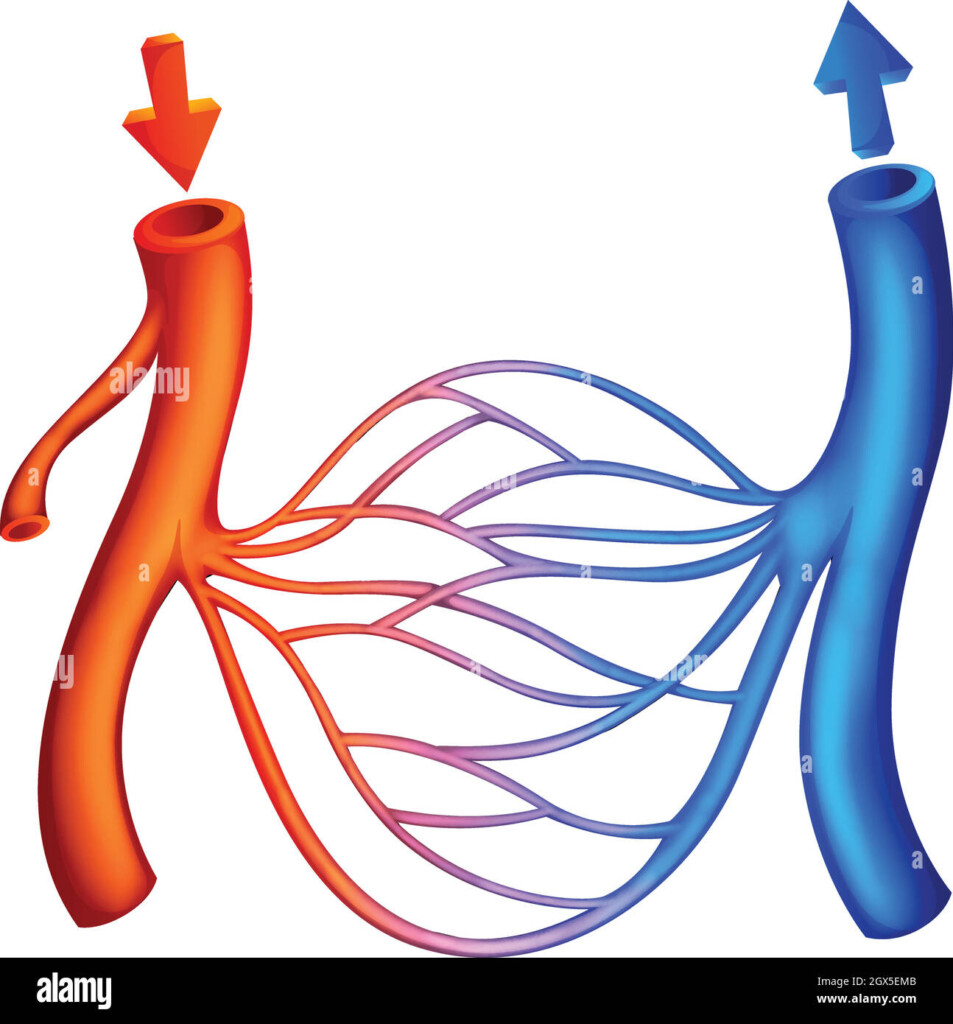 Oxygenated And Deoxygenated Blood Flow Through The Heart