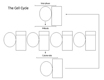 Parts Of A Cell Flow Chart Cell Cycle Flow Chart Mitosis
