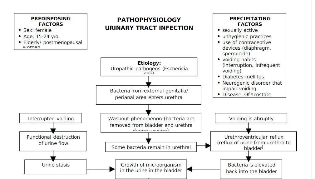 Pathoshoppe Pathophysiology Urinary Tract Infection UTI