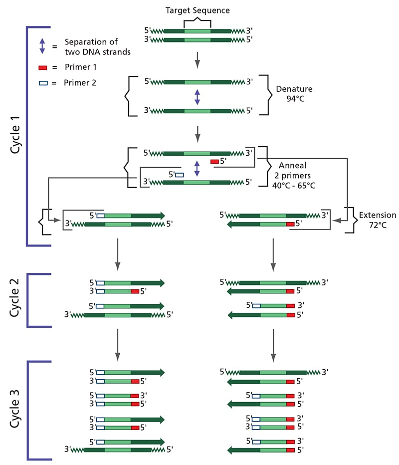 Pcr Flow Chart My XXX Hot Girl