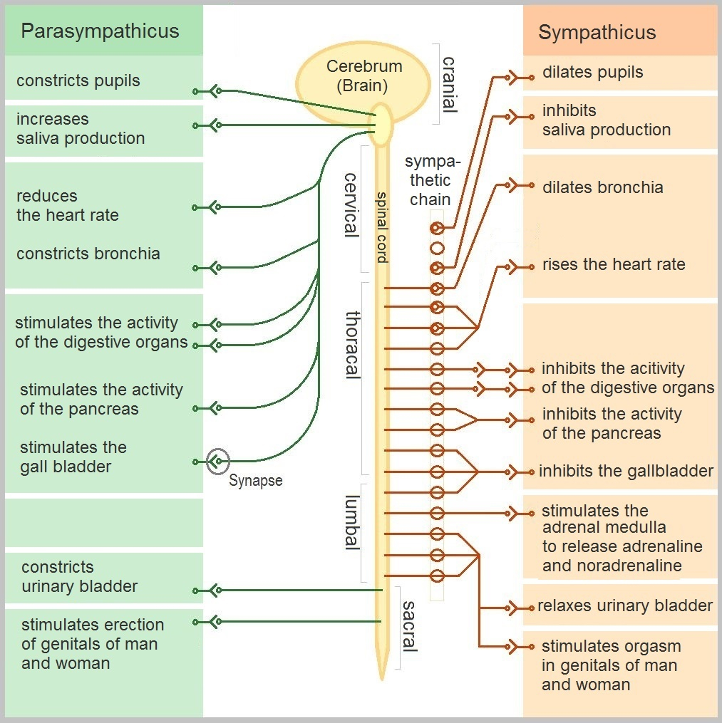 Peripheral Nervous System Flow Chart